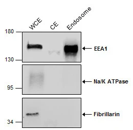 HepG2 cells were lysed and extracted by GTX35192 Endosome Isolation and Cell Fractionation Kit.